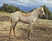 palomino-roan-performance-horse