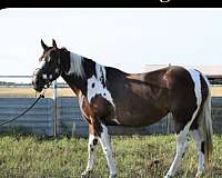 kids-friendly-paint-horse