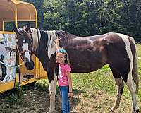 lineage-paint-horse