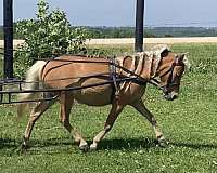 palomino-amhr-pony