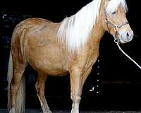 none-pony