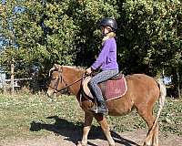 palomino-none-pony