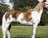pony-mare