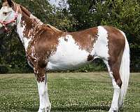 pony-for-sale
