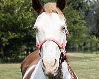pony