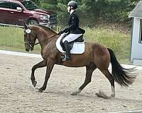 mustang-horse-for-sale