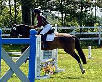 mustang-horse