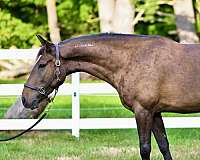mustang-gelding