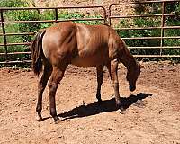 quarter-horse-colt