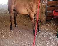 quarter-horse-for-sale