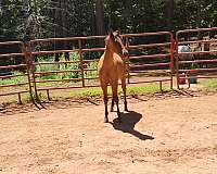 quarter-horse