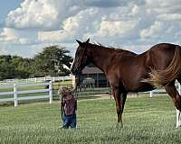 beginner-quarter-horse