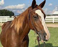 husband-safe-quarter-horse