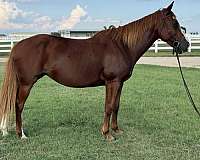 kid-safe-quarter-horse