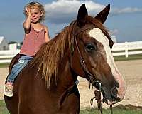 ranch-quarter-horse