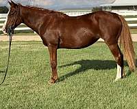 ranch-work-quarter-horse