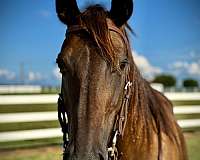 husband-safe-quarter-horse