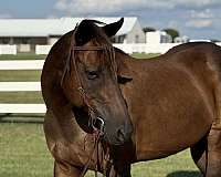 beginner-quarter-horse