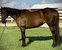 kid-safe-quarter-horse