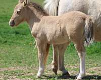 amhr-miniature-horse