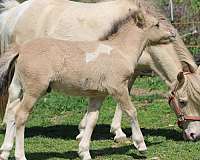 amha-miniature-horse