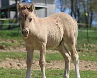 champagne-miniature-horse