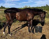 barrel-thoroughbred-horse