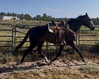 athletic-thoroughbred-horse