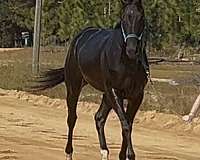 all-around-thoroughbred-horse
