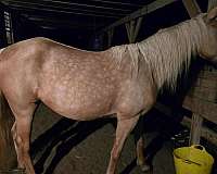 barrel-quarter-horse