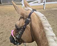 rodeo-quarter-horse