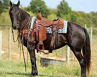 black-none-horse