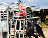 beginner-safe-tennessee-walking-horse