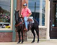 family-horse-tennessee-walking
