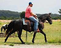gaited-tennessee-walking-horse