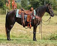 tennessee-walking-horse