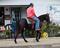 all-around-tennessee-walking-horse