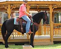 athletic-tennessee-walking-horse