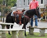 beginner-tennessee-walking-horse
