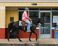 kentucky-mountain-tennessee-walking-horse