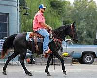 trail-tennessee-walking-horse