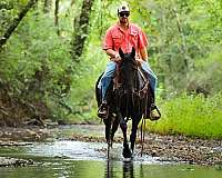 experienced-tennessee-walking-horse