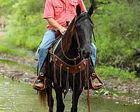 flashy-tennessee-walking-horse