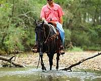 husband-safe-tennessee-walking-horse