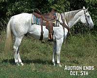 none-horse