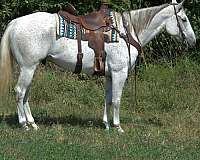 grey-none-horse