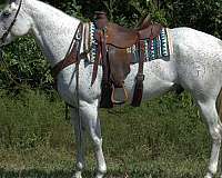 quarter-horse