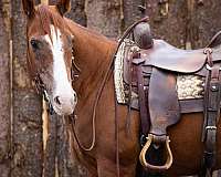 beginner-safe-quarter-horse