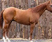 chestnut-blaze-socks-horse