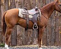 ranch-work-quarter-horse